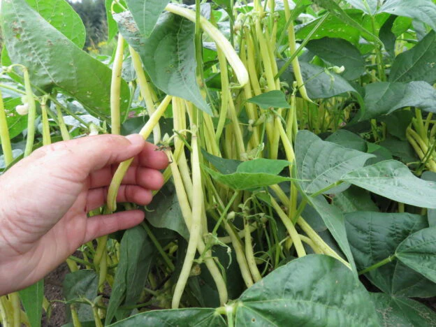 Haricot 'Voletta'