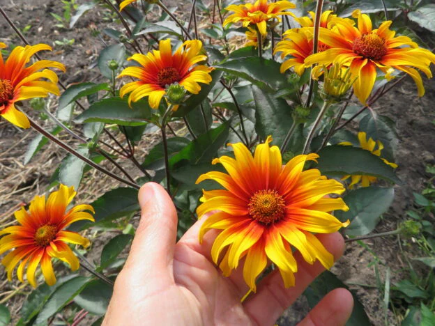Héliopsis 'Burning Hearts'