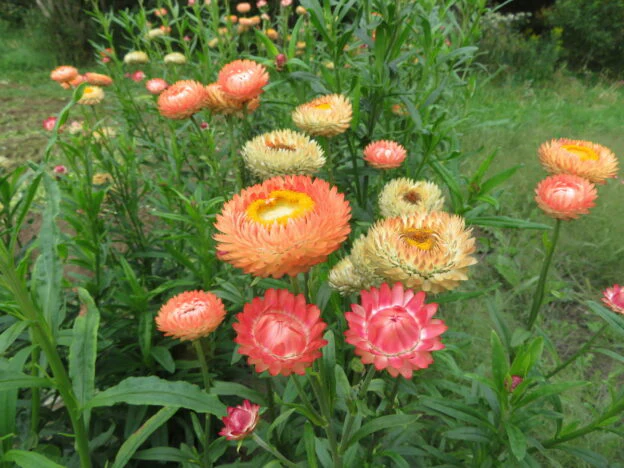 Immortelle 'King Size Salmon'