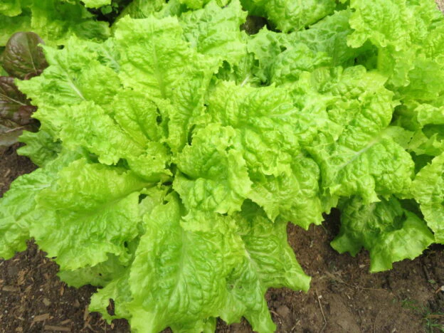 Laitue 'Australian Yellow'