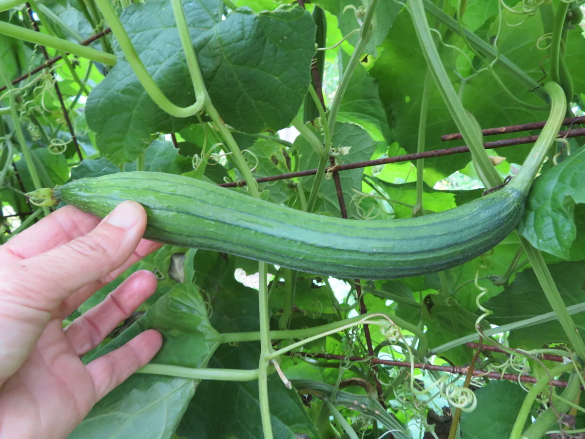 Luffa