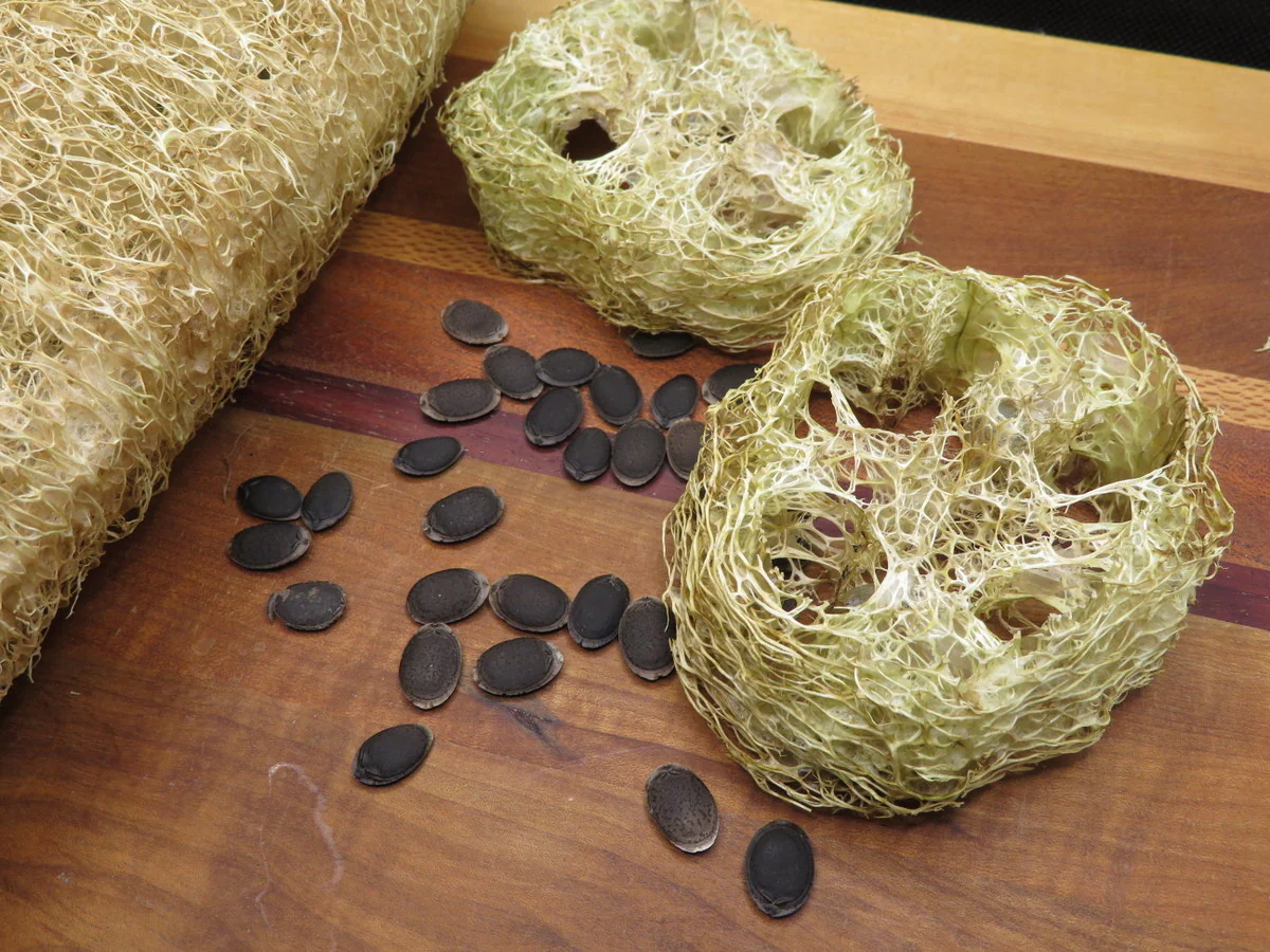 Luffa - Image 2