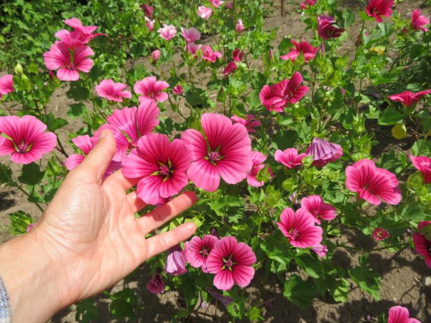 Malope à grande fleur