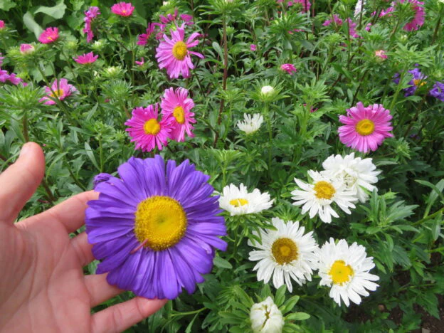 Mélange d'asters de Chine