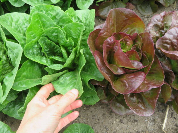 Mélange de laitue 'Mini Romaine'