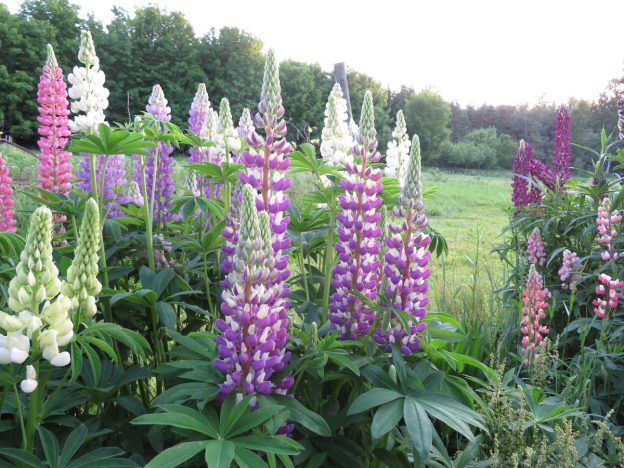 Mélange de lupins de fossés