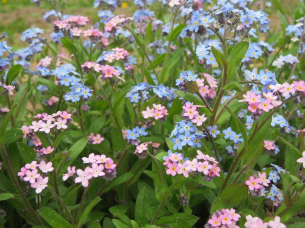 Mélange de myosotis des bois