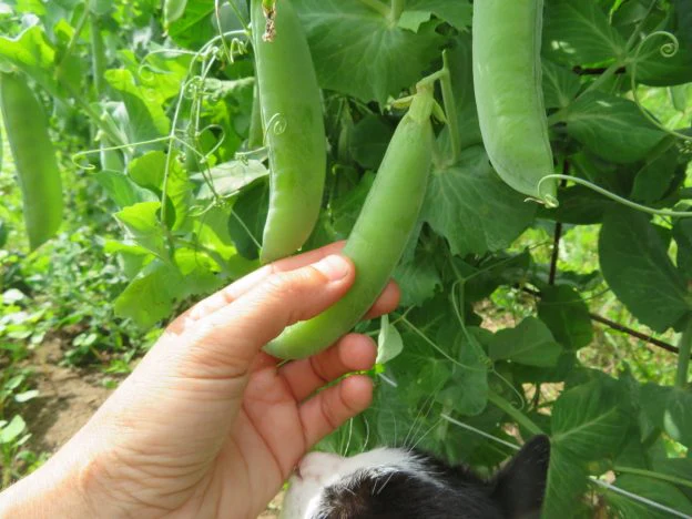 Mélange de pois à écosser