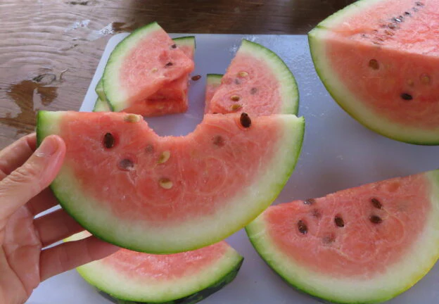 Melon d'eau 'Chou Cheh Red'