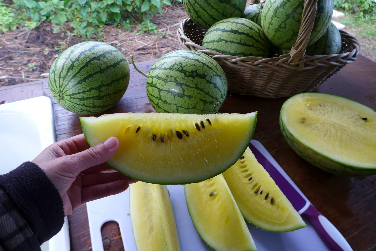 Melon d'eau 'Petite Yellow'