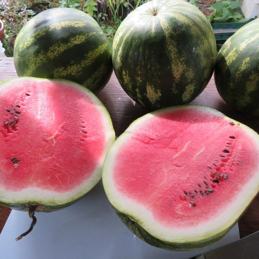 Melon d'eau 'Sweet Dakota Rose'