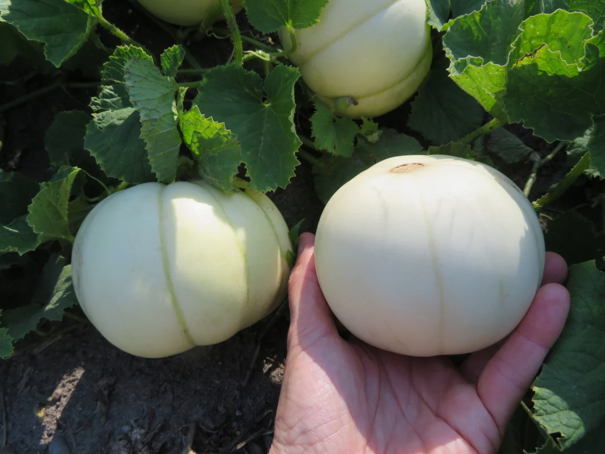 Melon 'Kiku Chrysantheme'