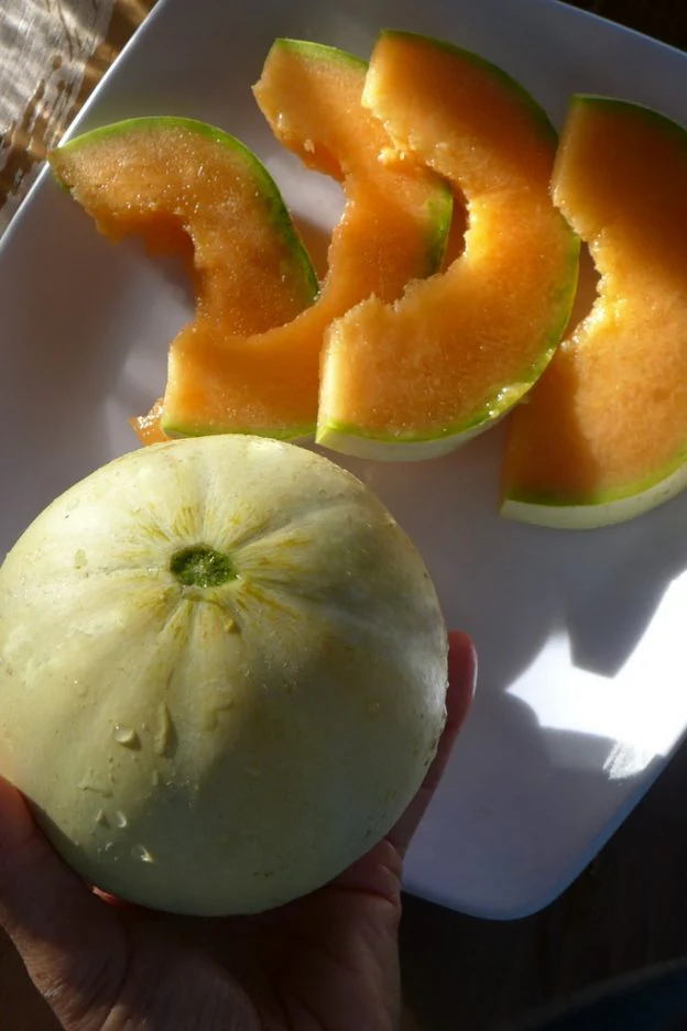 Melon 'Précoce du Rock'