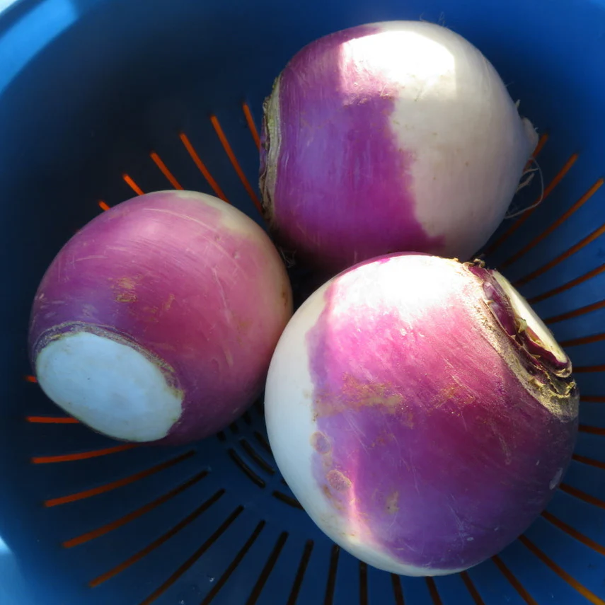 Navet Blanc Ă Collet Violet