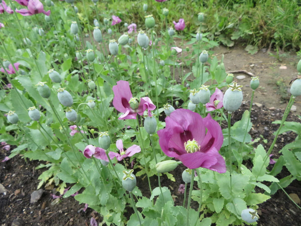Pavot 'Hungarian blue'