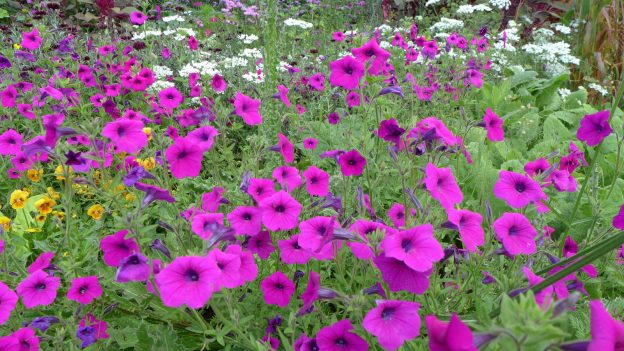 Pétunia 'integrifolia'