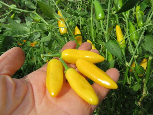 Piment fort 'Cedrino'