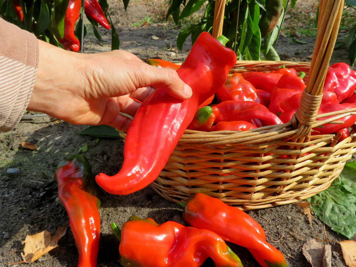 Piment fort 'de Barrika'