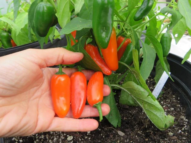 Piment fort 'Jalapeno Orange court'