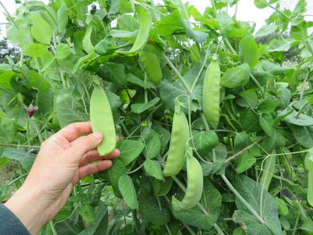 Pois 'Chinese Giant'