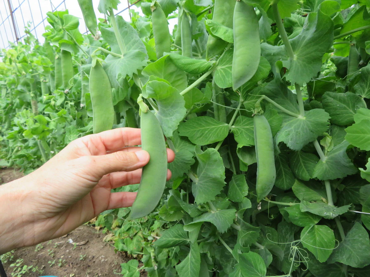 Pois 'Large Manitoba'