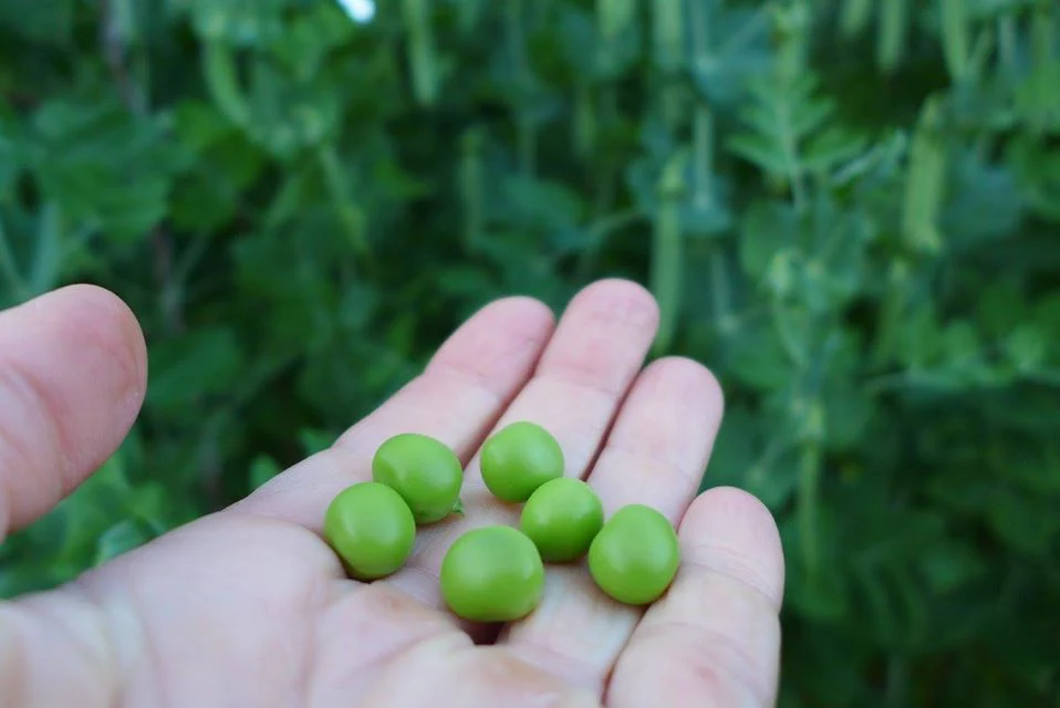 Pois 'Magnum Bonum'