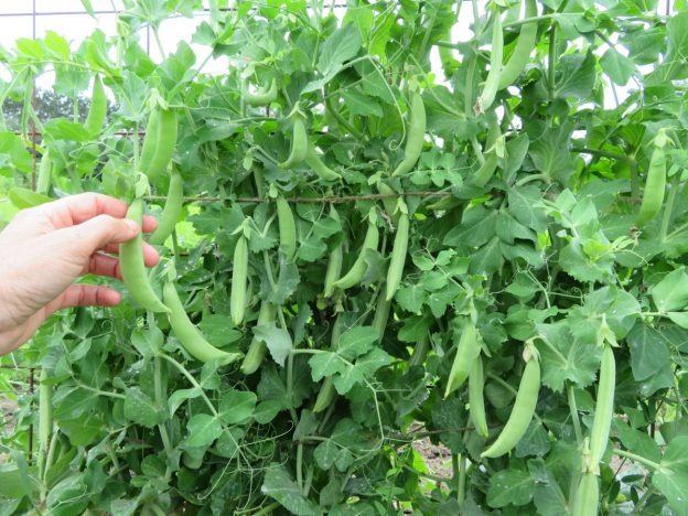 Pois 'Mega Sugar Snap'