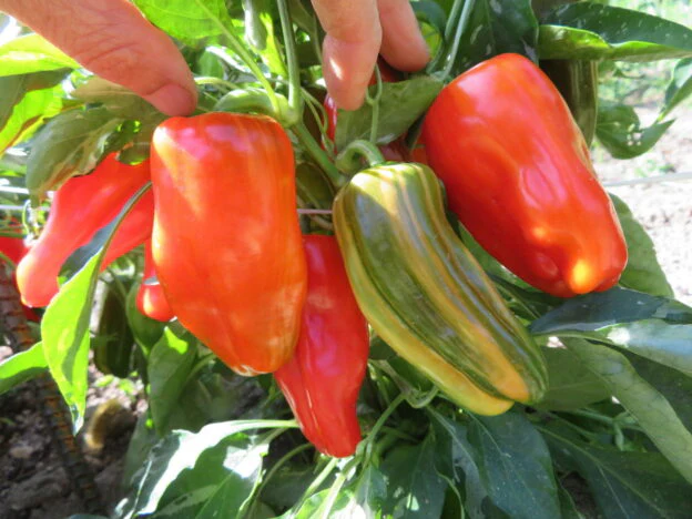 Poivron 'Candy Cane Rouge'