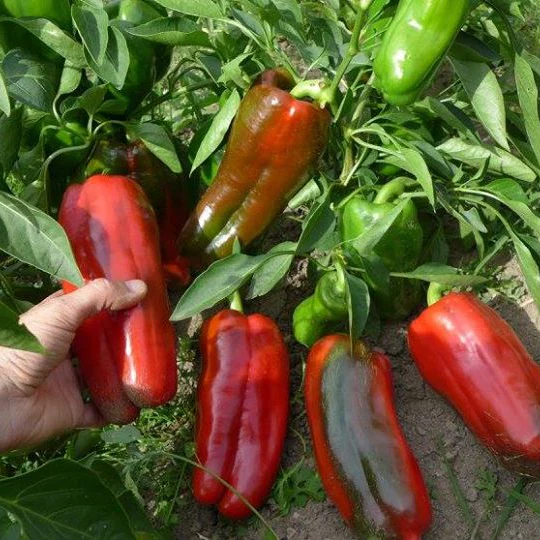 Poivron rouge 'Napoleon Sweet'