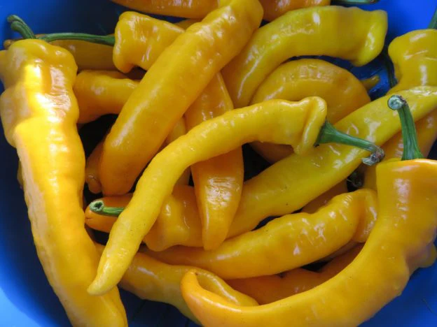 Poivron 'Petit Jaune d'Antibe'