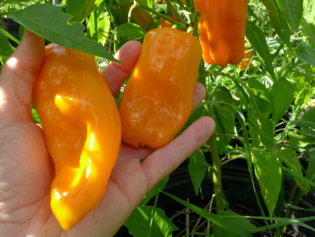 Poivron 'Petit Marseillais'