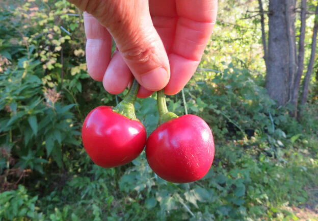 Poivron 'Sweet Cherry'