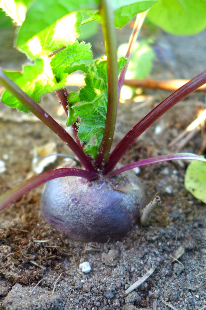 Radis 'Malaga'