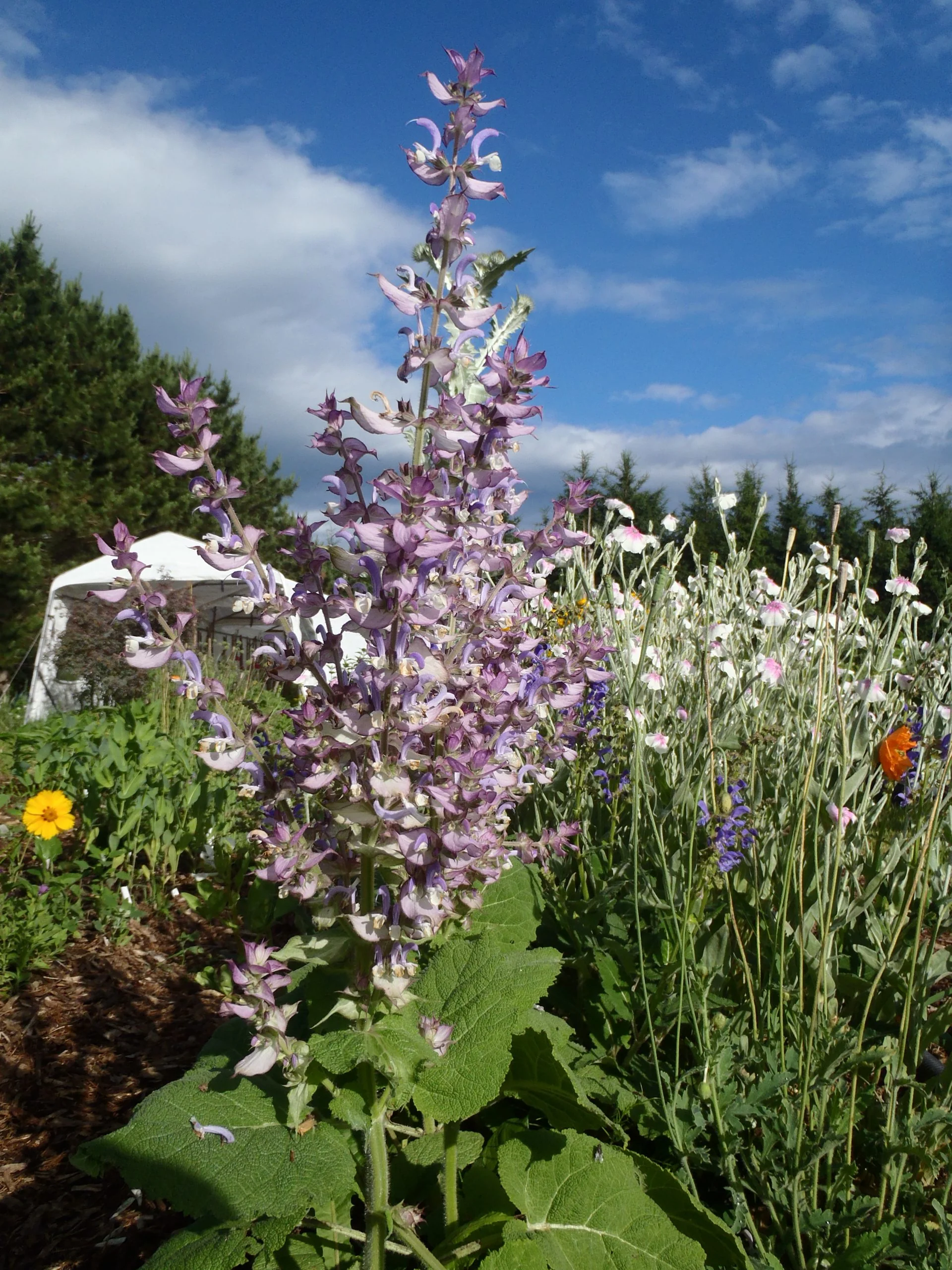 Sauge 'Sclarée'