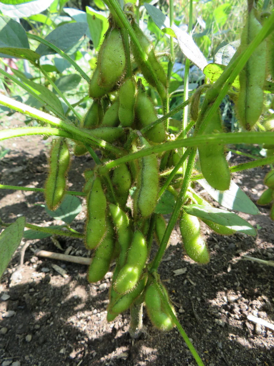 Soya 'Envy'