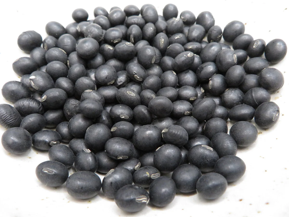 Soya 'Hokkaido Black'