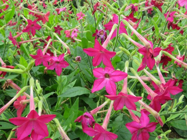 Tabac 'Crimson Bedder'