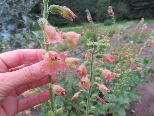 Tabac 'Peach Screamer'