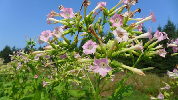 Tabac 'Virginia Gold'