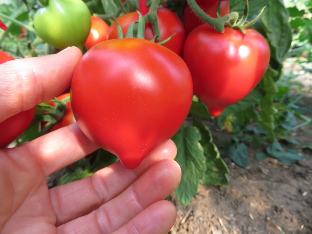 Tomate 'Anna's Multiflora'