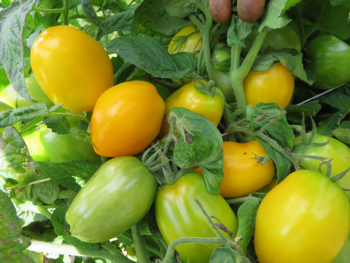 Tomate 'Banana Toe'