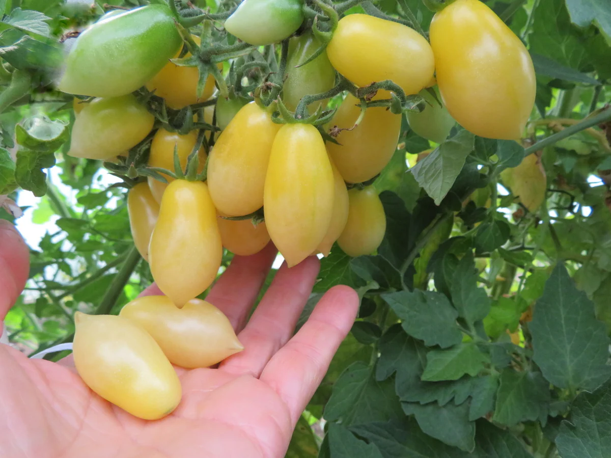 Tomate 'Barry's Crazy Cherry'