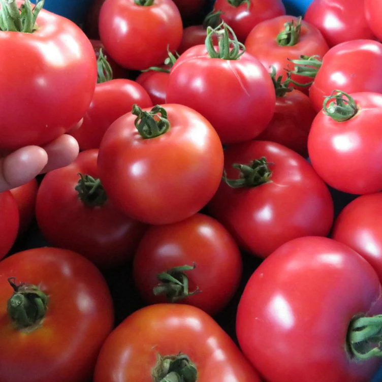 Tomate 'Canabec Super'