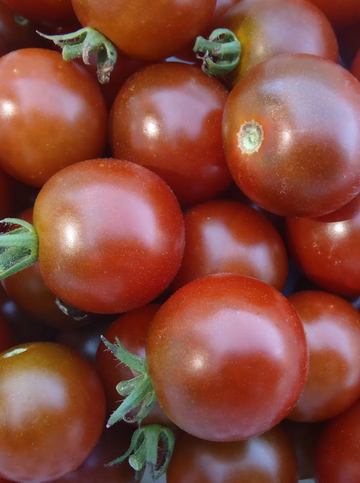 Tomate 'Chocolat Brown Berry'
