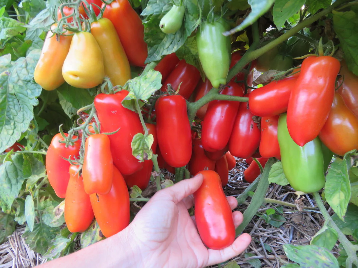 Tomate 'Drova'