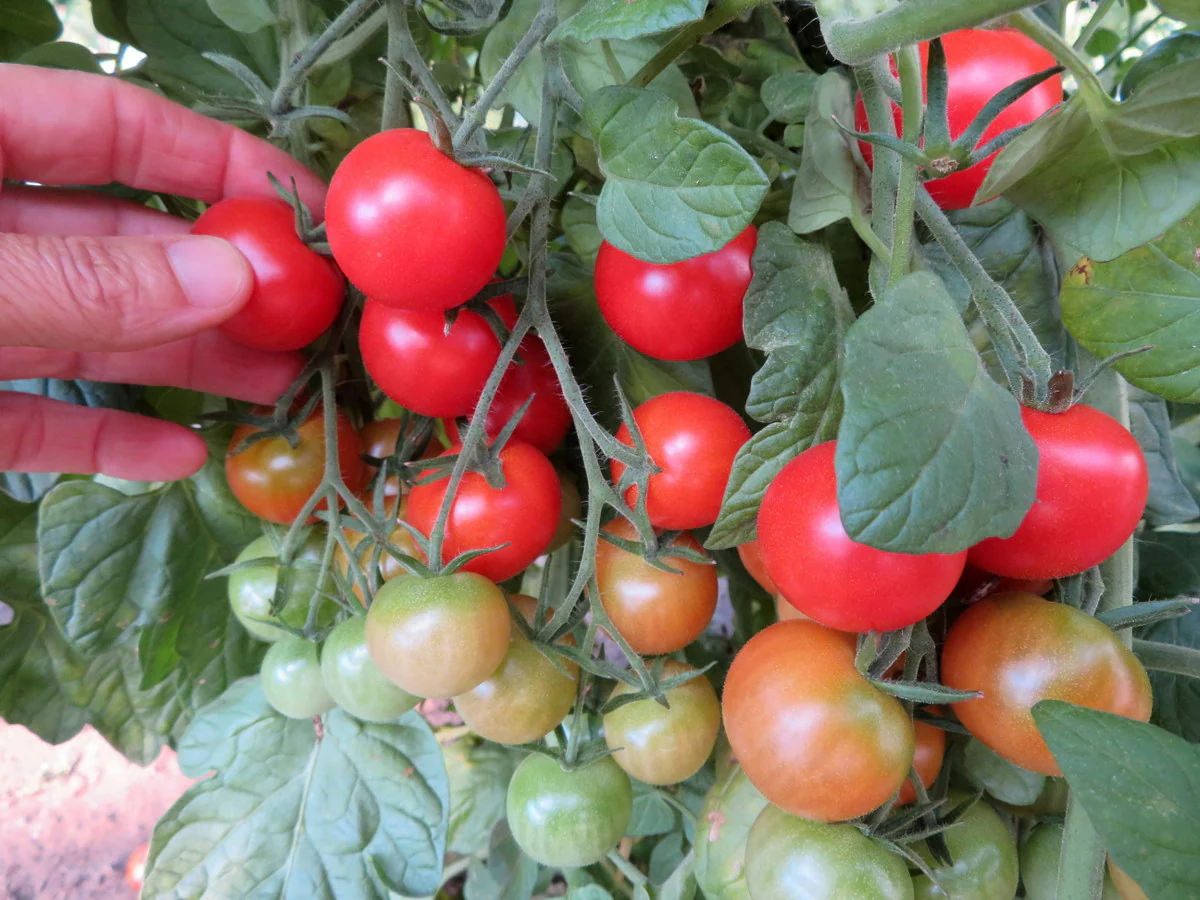 Tomate 'Ernteglück'
