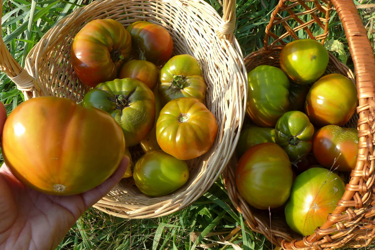 Tomate 'Everett's Rusty'