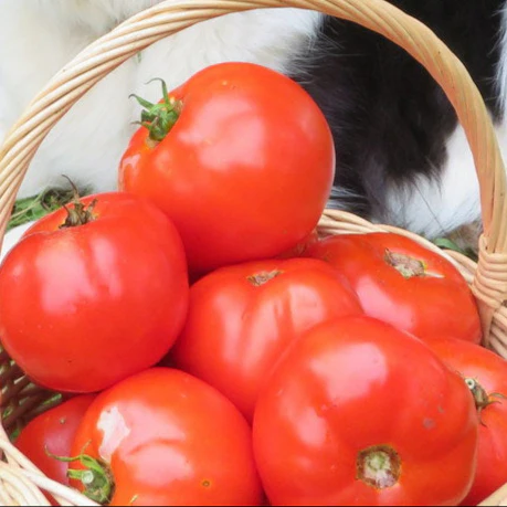 Tomate 'Fantastique OP'