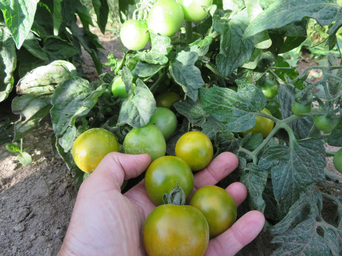 Tomate 'Fat Frog'