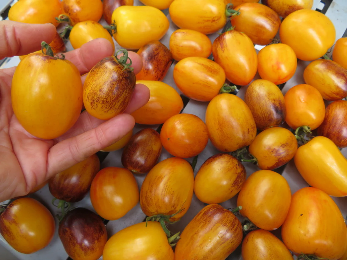 Tomate 'Golden Hour'